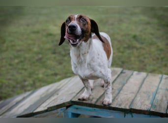 Chip-Nr. 145482 - die süße Hündin freut sich auf eine tolle Zeit mit ihren Menschen!