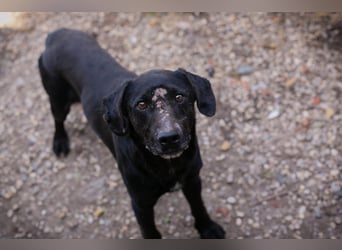 PABLO - der freundliche, aufgeschlossene Rüde möchte mit seinen Menschen die Welt entdecken