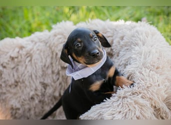 Welpe Chip 254240 ist auf der Suche nach einer Namenspatenschaft und nach einer Familie