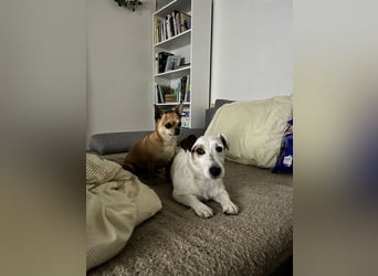 BOUNTY - wer schenkt der süßen Hündin ein Zuhause voller Liebe und Fürsorge?