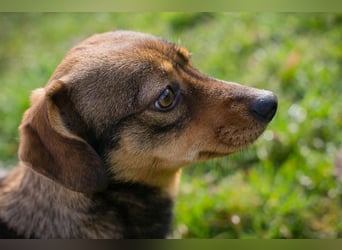 Welpe MILKA - ich suche eine Familie die mich beschützt und mir ein Zuhause schenkt