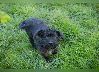 GRUMPY - die kleine Strubbelmaus sucht ein liebevolles Zuhause!