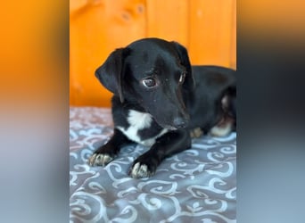 CHARLIE - schenkst du mir die Chance auf ein schönes Leben?