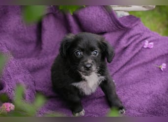 Welpin 257506 - Hallo! Ich habe ausgeschlafen und bin wach!