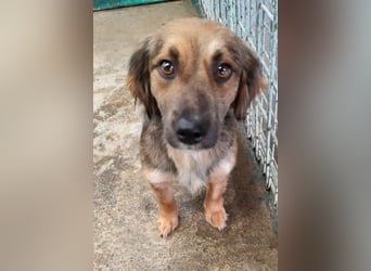 ZIWA - die liebe, dankbare und verschmuste Maus träumt von einem liebevollen Zuhause!