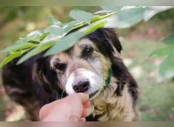 PAULA - die süße Hundeomi wünscht sich ein liebes Zuhause, in dem sie gekuschelt und umsorgt wird.