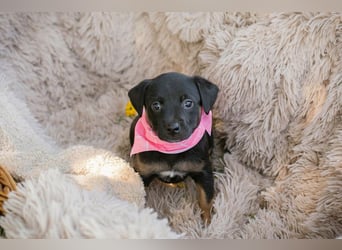 Welpin Chip 267324 - Schnullialarm im Tierheim