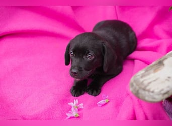 Chip 258233 - das Welpenmädchen sucht ein Zuhause und eine Namenspatenschaft