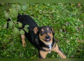 DAVY - der hübsche und aktive Junghund freut sich auf tolle Abenteuer!