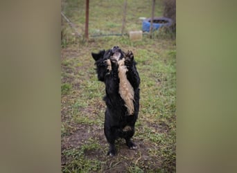 SKY II - schenkst du mir dein Herz und ein Zuhause?