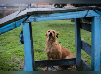 SABRINA - ich bin bereit für meine Menschen!