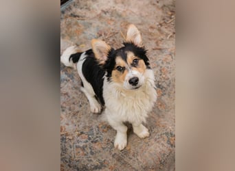 GINO - der kleine Mann möchte mit seinen Menschen die Welt entdecken!