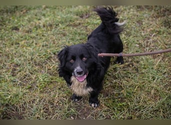 SKY II - schenkst du mir dein Herz und ein Zuhause?