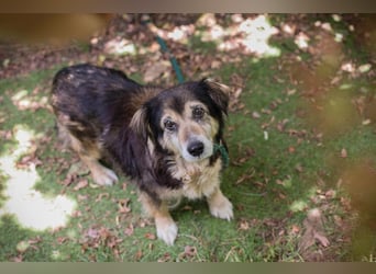 PAULA - die süße Hundeomi wünscht sich ein liebes Zuhause, in dem sie gekuschelt und umsorgt wird.