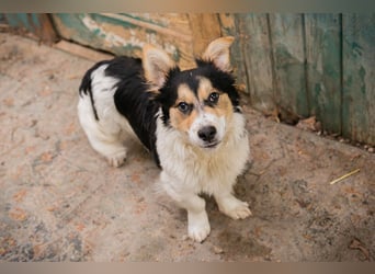 GINO - der kleine Mann möchte mit seinen Menschen die Welt entdecken!