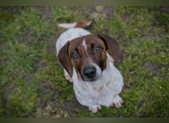 Chip-Nr. 145482 - die süße Hündin freut sich auf eine tolle Zeit mit ihren Menschen!