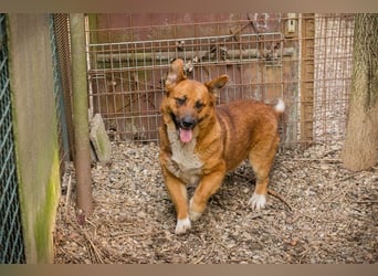 LISSY - schenkst du mir dein Herz und ein Zuhause?