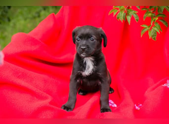 Chip 258244 - goldiges kleines Welpenmädchen