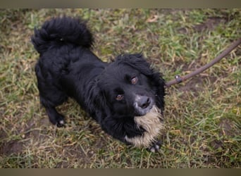 SKY II - schenkst du mir dein Herz und ein Zuhause?