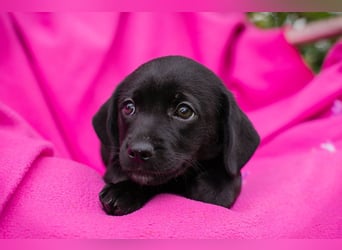 Chip 258233 - das Welpenmädchen sucht ein Zuhause und eine Namenspatenschaft