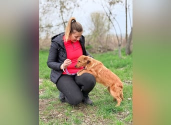 JOHN ist ein glücklicher und fröhlicher Junghund der die Nähe zu dem Menschen genießt