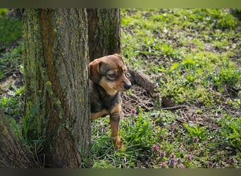 Welpe MILKA - ich suche eine Familie die mich beschützt und mir ein Zuhause schenkt