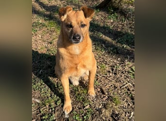 KOKO - der liebe, menschenbezogene Rüde mag Artgenossen und wünscht sich so sehr ein neues Zuhause!