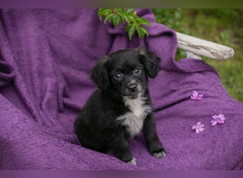 Welpin 257506 - Hallo! Ich habe ausgeschlafen und bin wach!