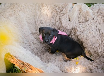 Welpin Chip 267324 - Schnullialarm im Tierheim