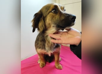 ZIWA - die liebe, dankbare und verschmuste Maus träumt von einem liebevollen Zuhause!