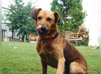 YON - der hübsche Rüde hat einen etwas schwierigen Charakter - wer gibt ihm eine Chance?