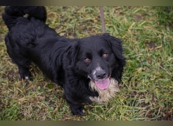 SKY II - schenkst du mir dein Herz und ein Zuhause?