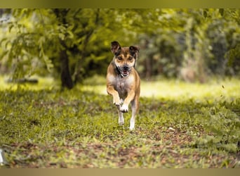 MAIKO - der lustige und fröhliche Rüde freut sich auf ein tolles Für-Immer Zuhause