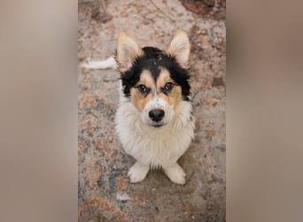 GINO - der kleine Mann möchte mit seinen Menschen die Welt entdecken!