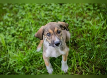 Chip Nummer 221118 - eine Runde kuscheln gefällig?