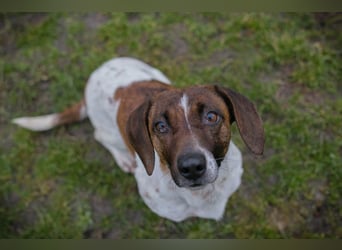 Chip-Nr. 145482 - die süße Hündin freut sich auf eine tolle Zeit mit ihren Menschen!