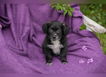 Welpin 257506 - Hallo! Ich habe ausgeschlafen und bin wach!