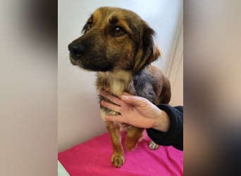 ZIWA - die liebe, dankbare und verschmuste Maus träumt von einem liebevollen Zuhause!