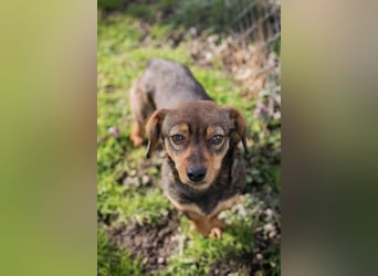 Welpe MILKA - ich suche eine Familie die mich beschützt und mir ein Zuhause schenkt