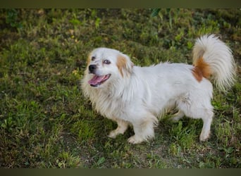 Chip 267755 - der Goldige sucht eine eher fröhliche Familie, die sich gerne mit ihm beschäftigt