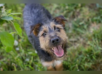 PERCY - der liebe Junghund mag Menschen und Artgenossen und sucht ein tolles Zuhause
