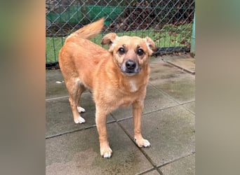 KOKO - der liebe, menschenbezogene Rüde mag Artgenossen und wünscht sich so sehr ein neues Zuhause!