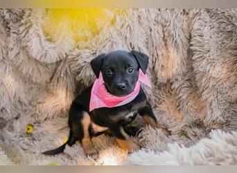 Welpin Chip 267324 - Schnullialarm im Tierheim