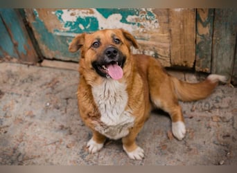 LISSY - schenkst du mir dein Herz und ein Zuhause?