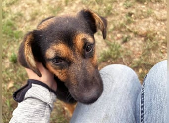 AVERNA - ich suche eine Familie die mich lieb hat, beschützt und nie mehr alleine lässt