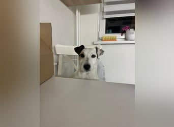 BOUNTY - wer schenkt der süßen Hündin ein Zuhause voller Liebe und Fürsorge?