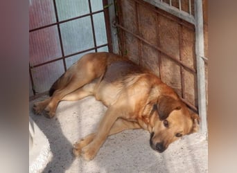 YON - der hübsche Rüde hat einen etwas schwierigen Charakter - wer gibt ihm eine Chance?