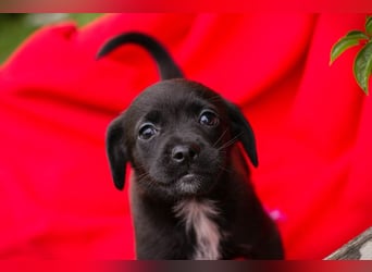 Chip 258244 - goldiges kleines Welpenmädchen
