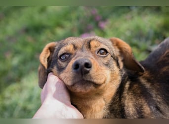 Welpe MILKA - ich suche eine Familie die mich beschützt und mir ein Zuhause schenkt