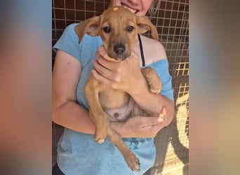 Fuet - kleiner Hundejunge möchte lernen, den Menschen zu vertrauen